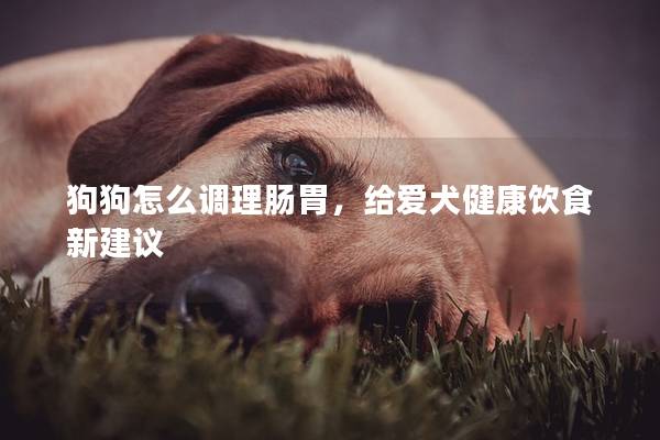 狗狗怎么调理肠胃，给爱犬健康饮食新建议