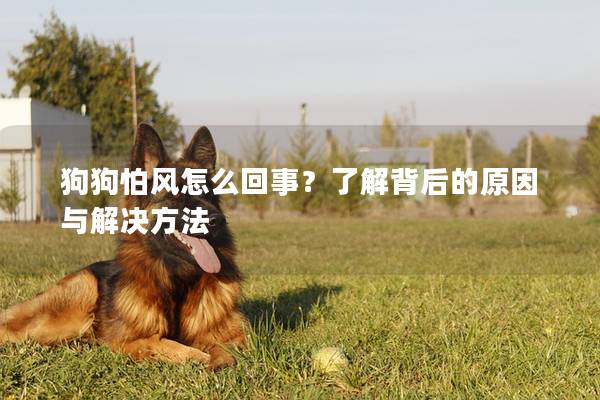 狗狗怕风怎么回事？了解背后的原因与解决方法