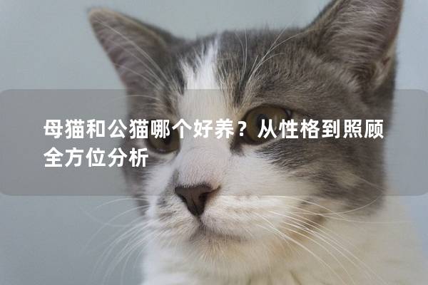 母猫和公猫哪个好养？从性格到照顾全方位分析