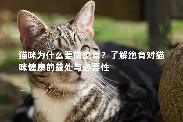 猫咪为什么要做绝育？了解绝育对猫咪健康的益处与必要性