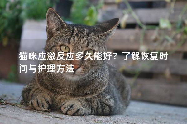 猫咪应激反应多久能好？了解恢复时间与护理方法