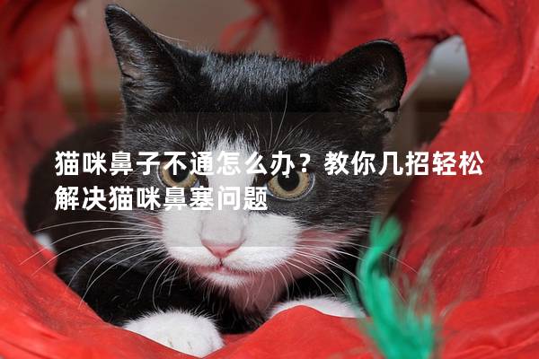 猫咪鼻子不通怎么办？教你几招轻松解决猫咪鼻塞问题