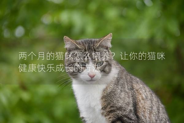 两个月的猫咪怎么喂养？让你的猫咪健康快乐成长的方法