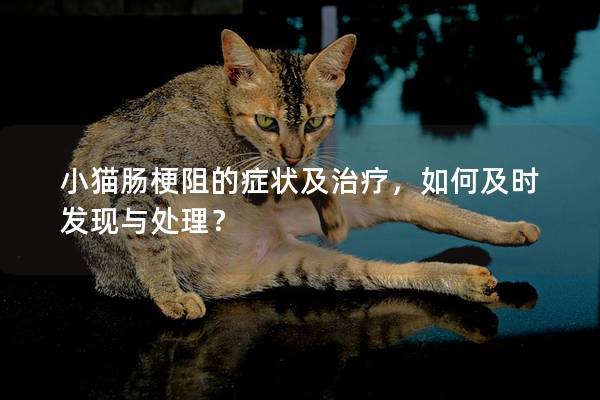 小猫肠梗阻的症状及治疗，如何及时发现与处理？