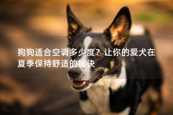 狗狗适合空调多少度？让你的爱犬在夏季保持舒适的秘诀