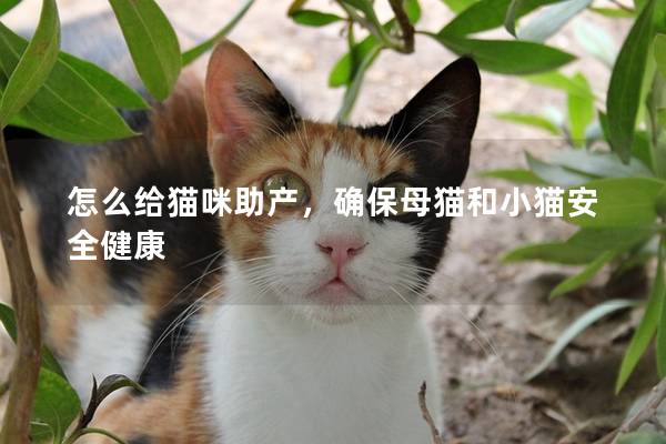 怎么给猫咪助产，确保母猫和小猫安全健康