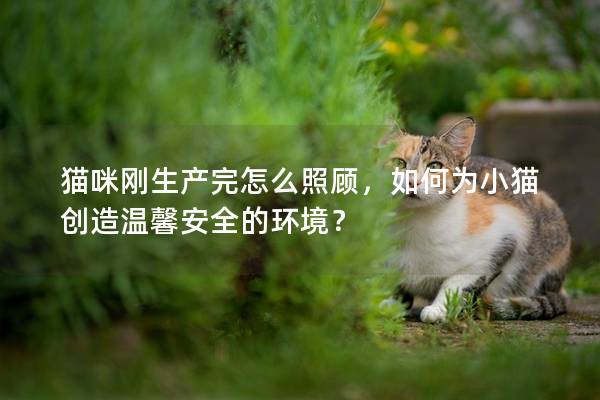 猫咪刚生产完怎么照顾，如何为小猫创造温馨安全的环境？