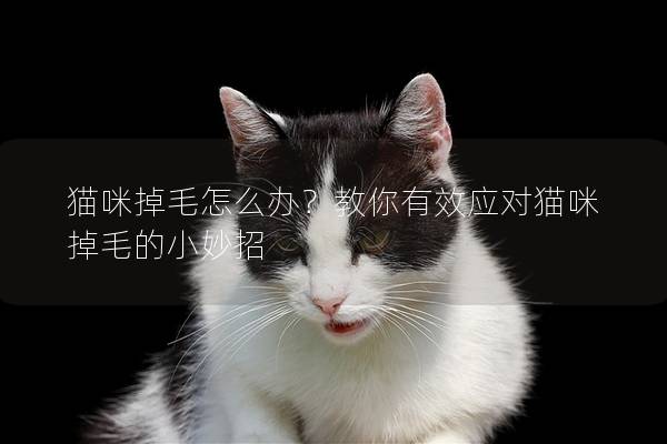 猫咪掉毛怎么办？教你有效应对猫咪掉毛的小妙招