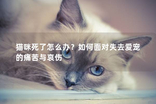 猫咪死了怎么办？如何面对失去爱宠的痛苦与哀伤