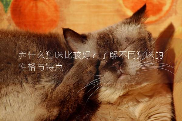 养什么猫咪比较好？了解不同猫咪的性格与特点