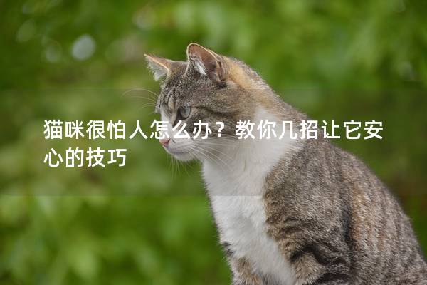 猫咪很怕人怎么办？教你几招让它安心的技巧