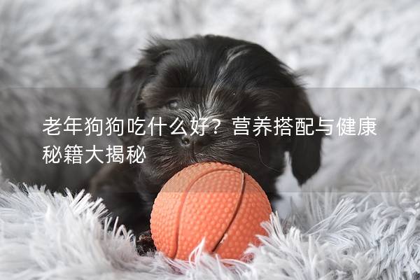 老年狗狗吃什么好？营养搭配与健康秘籍大揭秘