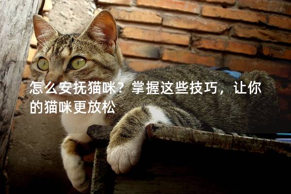 怎么安抚猫咪？掌握这些技巧，让你的猫咪更放松