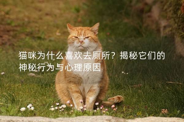 猫咪为什么喜欢去厕所？揭秘它们的神秘行为与心理原因