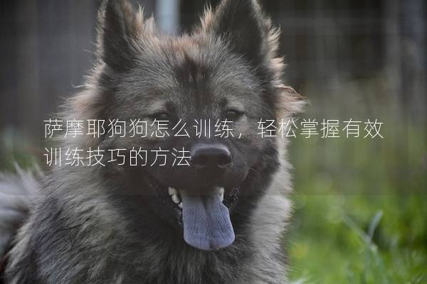 萨摩耶狗狗怎么训练，轻松掌握有效训练技巧的方法