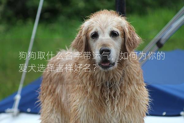 狗狗取什么名字带运气，如何为你的爱犬选择吉祥好名？