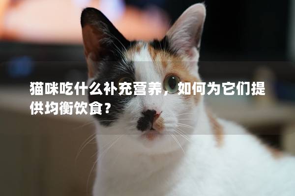 猫咪吃什么补充营养，如何为它们提供均衡饮食？