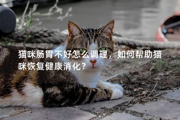 猫咪肠胃不好怎么调理，如何帮助猫咪恢复健康消化？