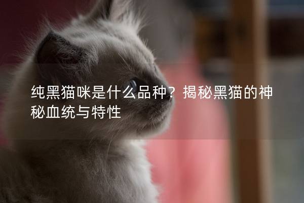 纯黑猫咪是什么品种？揭秘黑猫的神秘血统与特性