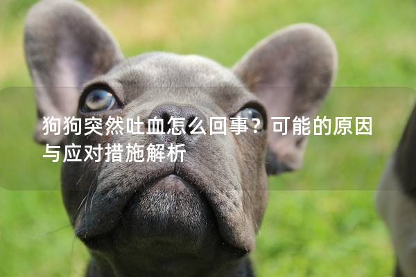 狗狗突然吐血怎么回事？可能的原因与应对措施解析