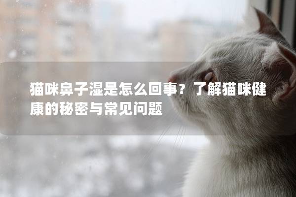 猫咪鼻子湿是怎么回事？了解猫咪健康的秘密与常见问题