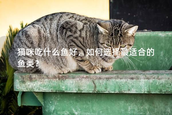 猫咪吃什么鱼好，如何选择最适合的鱼类？