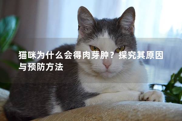 猫咪为什么会得肉芽肿？探究其原因与预防方法