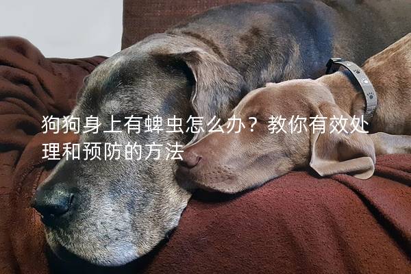 狗狗身上有蜱虫怎么办？教你有效处理和预防的方法