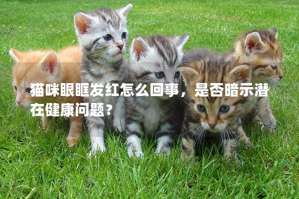 猫咪眼眶发红怎么回事，是否暗示潜在健康问题？