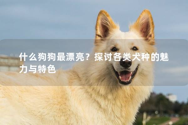 什么狗狗最漂亮？探讨各类犬种的魅力与特色