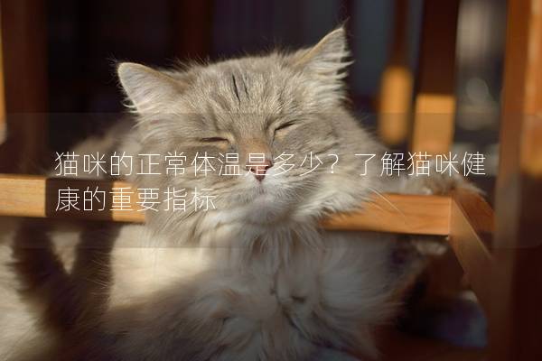 猫咪的正常体温是多少？了解猫咪健康的重要指标