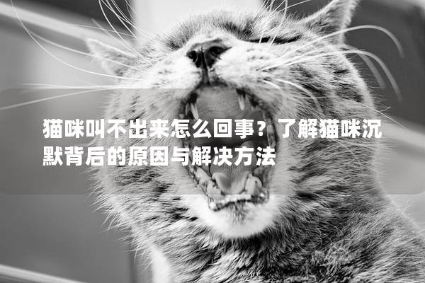 猫咪叫不出来怎么回事？了解猫咪沉默背后的原因与解决方法