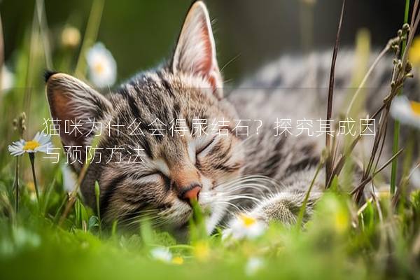 猫咪为什么会得尿结石？探究其成因与预防方法