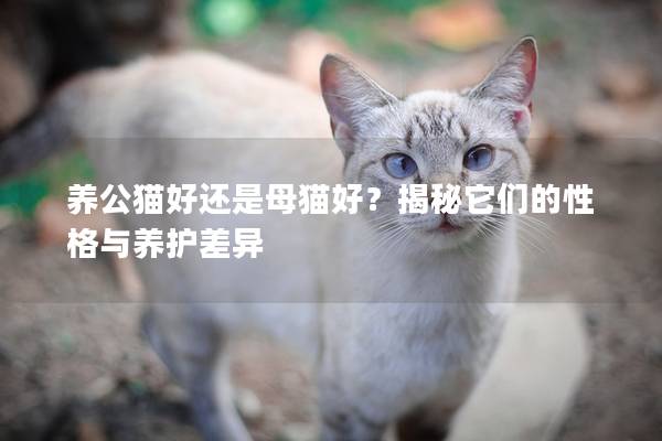 养公猫好还是母猫好？揭秘它们的性格与养护差异