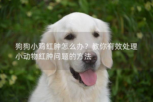 狗狗小鸡红肿怎么办？教你有效处理小动物红肿问题的方法