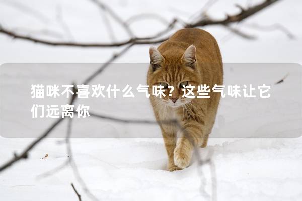 猫咪不喜欢什么气味？这些气味让它们远离你