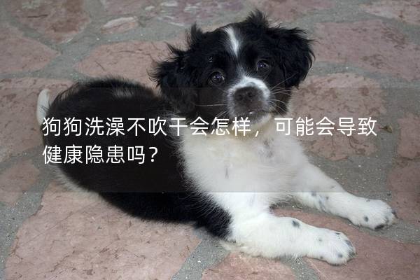 狗狗洗澡不吹干会怎样，可能会导致健康隐患吗？