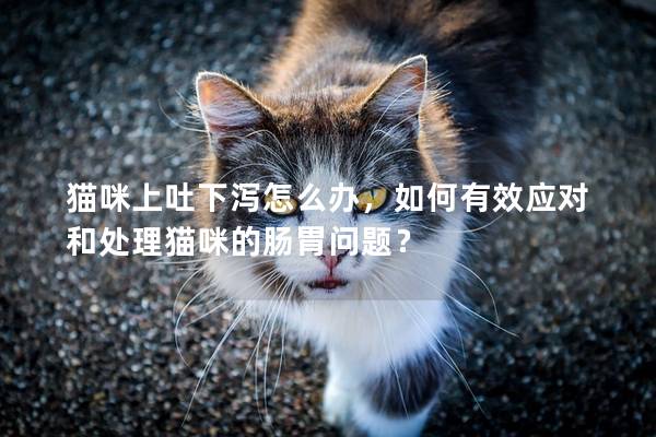 猫咪上吐下泻怎么办，如何有效应对和处理猫咪的肠胃问题？