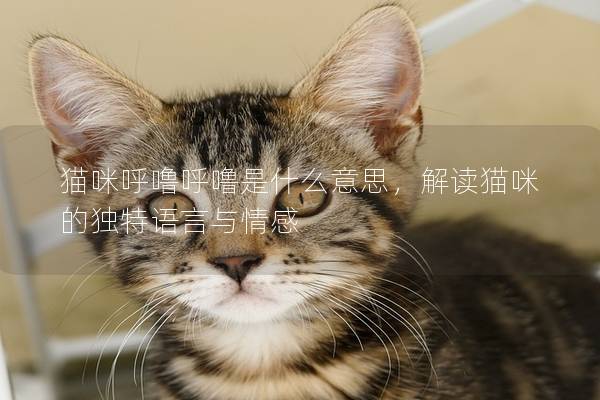 猫咪呼噜呼噜是什么意思，解读猫咪的独特语言与情感