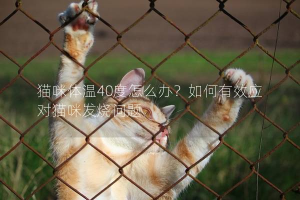 猫咪体温40度怎么办？如何有效应对猫咪发烧问题