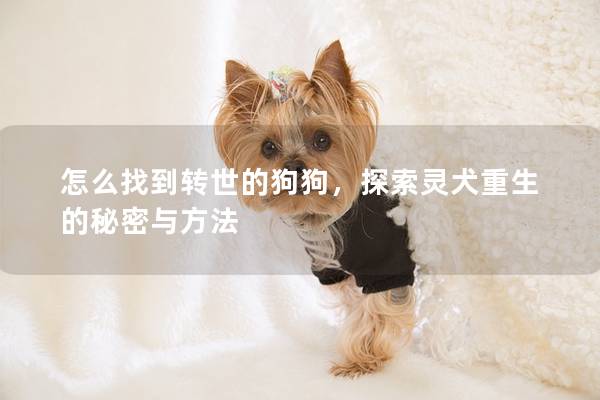 怎么找到转世的狗狗，探索灵犬重生的秘密与方法