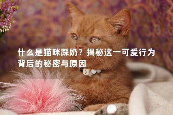 什么是猫咪踩奶？揭秘这一可爱行为背后的秘密与原因