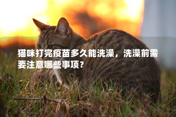 猫咪打完疫苗多久能洗澡，洗澡前需要注意哪些事项？