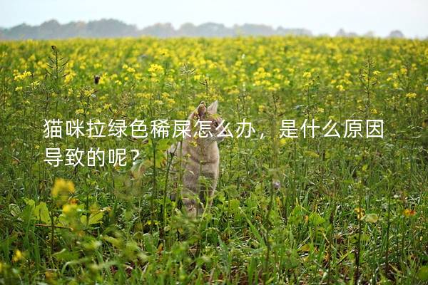 猫咪拉绿色稀屎怎么办，是什么原因导致的呢？