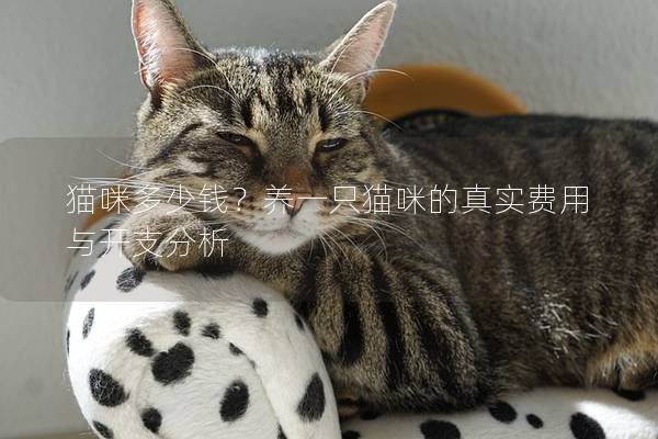 猫咪多少钱？养一只猫咪的真实费用与开支分析