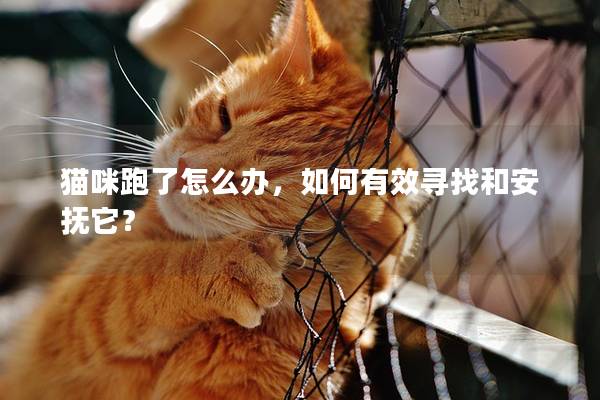 猫咪跑了怎么办，如何有效寻找和安抚它？