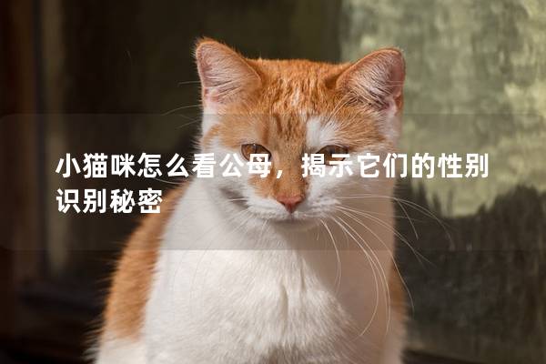 小猫咪怎么看公母，揭示它们的性别识别秘密