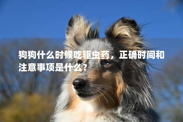 狗狗什么时候吃驱虫药，正确时间和注意事项是什么？