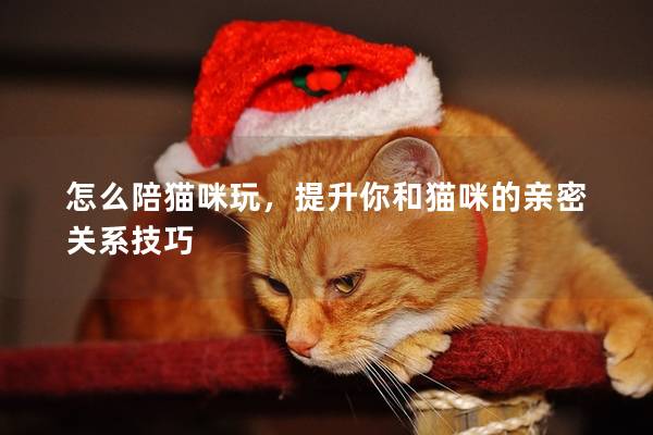 怎么陪猫咪玩，提升你和猫咪的亲密关系技巧