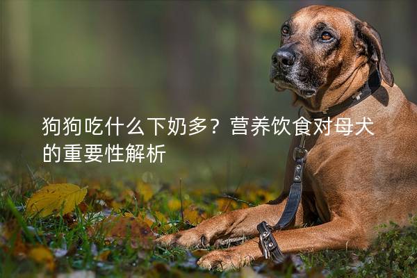 狗狗吃什么下奶多？营养饮食对母犬的重要性解析